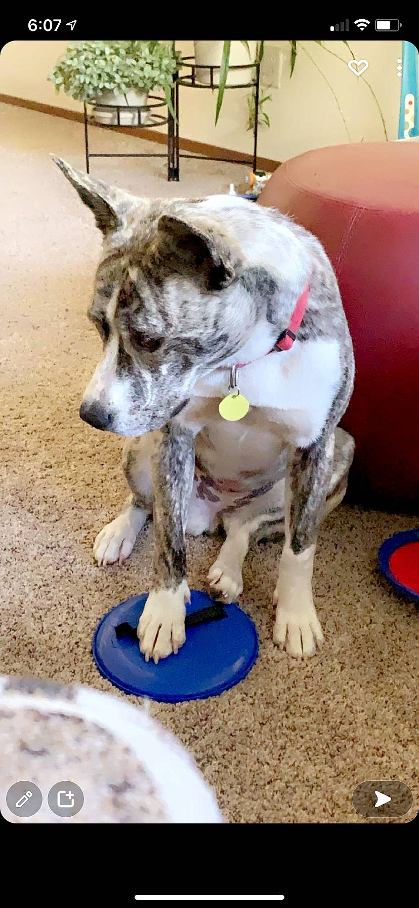 Mellody is registered to the contest to win money with this photo: australian_cattle_dog, blue, canidae, carnivore, collar, companion_dog, dog, dog_breed, dog_collar, dog_supply, grass, koolie, non_sporting_group, paw, soil, sporting_group, tail, whiskers, working_animal, working_dog