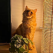 Gucci a rejoint le concours — aidez-le/la à gagner de superbes lots ! animal, cat, cozy, cute, decor, domestic, ears, fluffy, furniture, home, indoor, lamp, orange_cat, pet, plant, potted_plant, shadow, warm_light, whiskers, wooden_surface