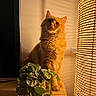 animal, cat, cozy, cute, decor, domestic, ears, fluffy, furniture, home, indoor, lamp, orange_cat, pet, plant, potted_plant, shadow, warm_light, whiskers, wooden_surface