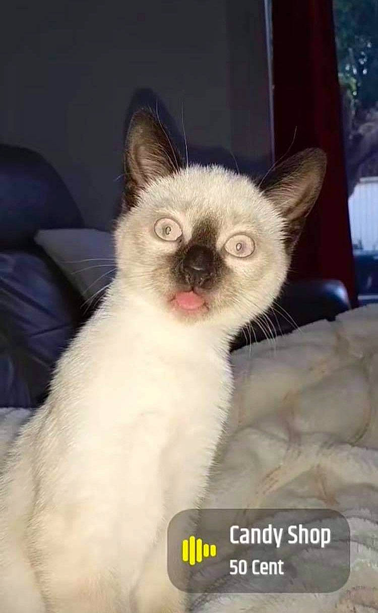 Bibiche La Street participe au concours pour gagner de l'argent avec cette photo : carnivore, cat, cat_supply, claw, comfort, fawn, felidae, fur, pet_supply, photo_caption, siamese, small_to_medium_sized_cats, tail, terrestrial_animal, tonkinese, whiskers