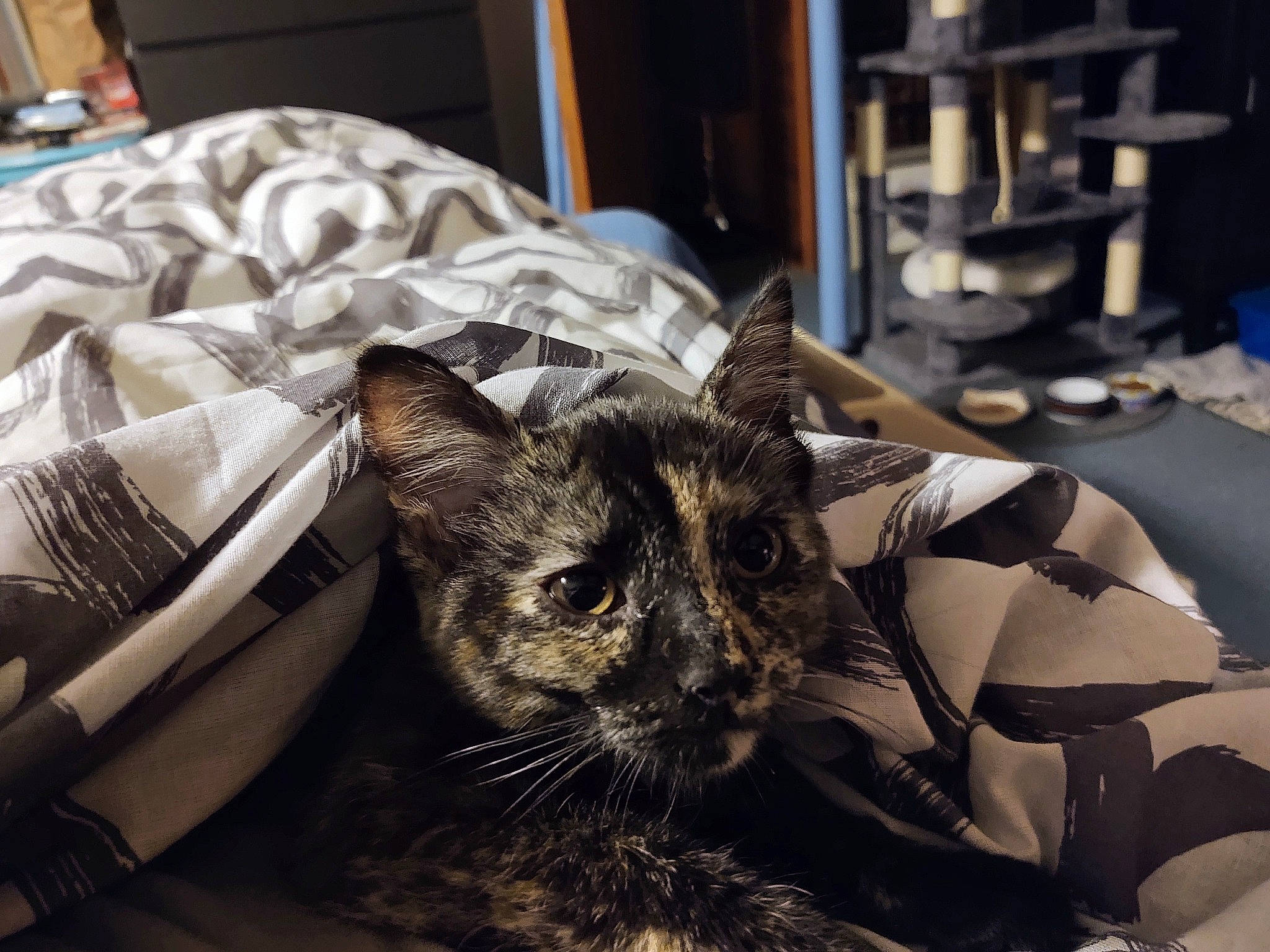 Crumpet is registered to the contest to win money with this photo: carnivore, cat, claw, comfort, domestic_short_haired_cat, felidae, fur, linens, nap, paper, paper_product, paw, plant, room, sitting, small_to_medium_sized_cats, snout, tail, tree, whiskers