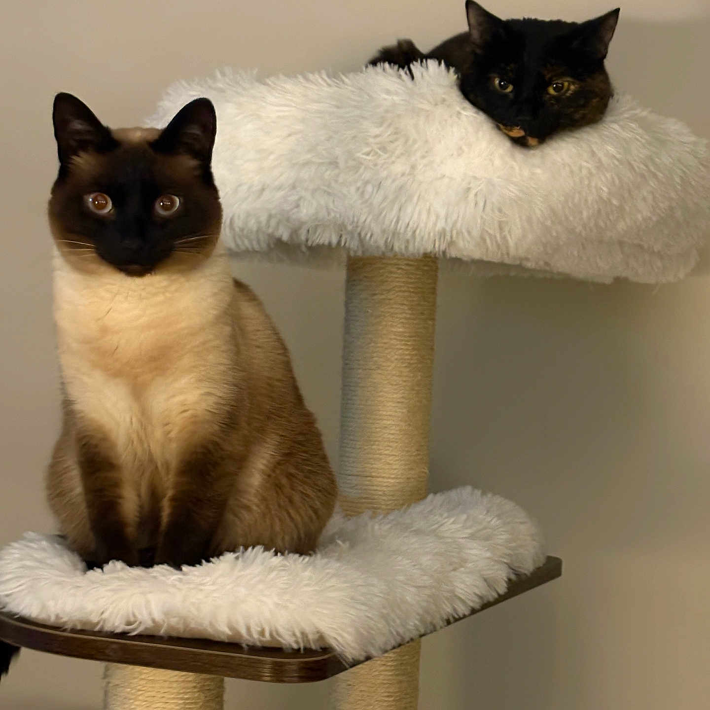 Christmas joined the competition — help win amazing prizes! animal, black_cat, brown_cat, cat, cat_tree, cats, curious, domestic, ears, feline, fluffy, fur, home, indoor, lounging, perch, pet, relaxed, sitting, whiskers