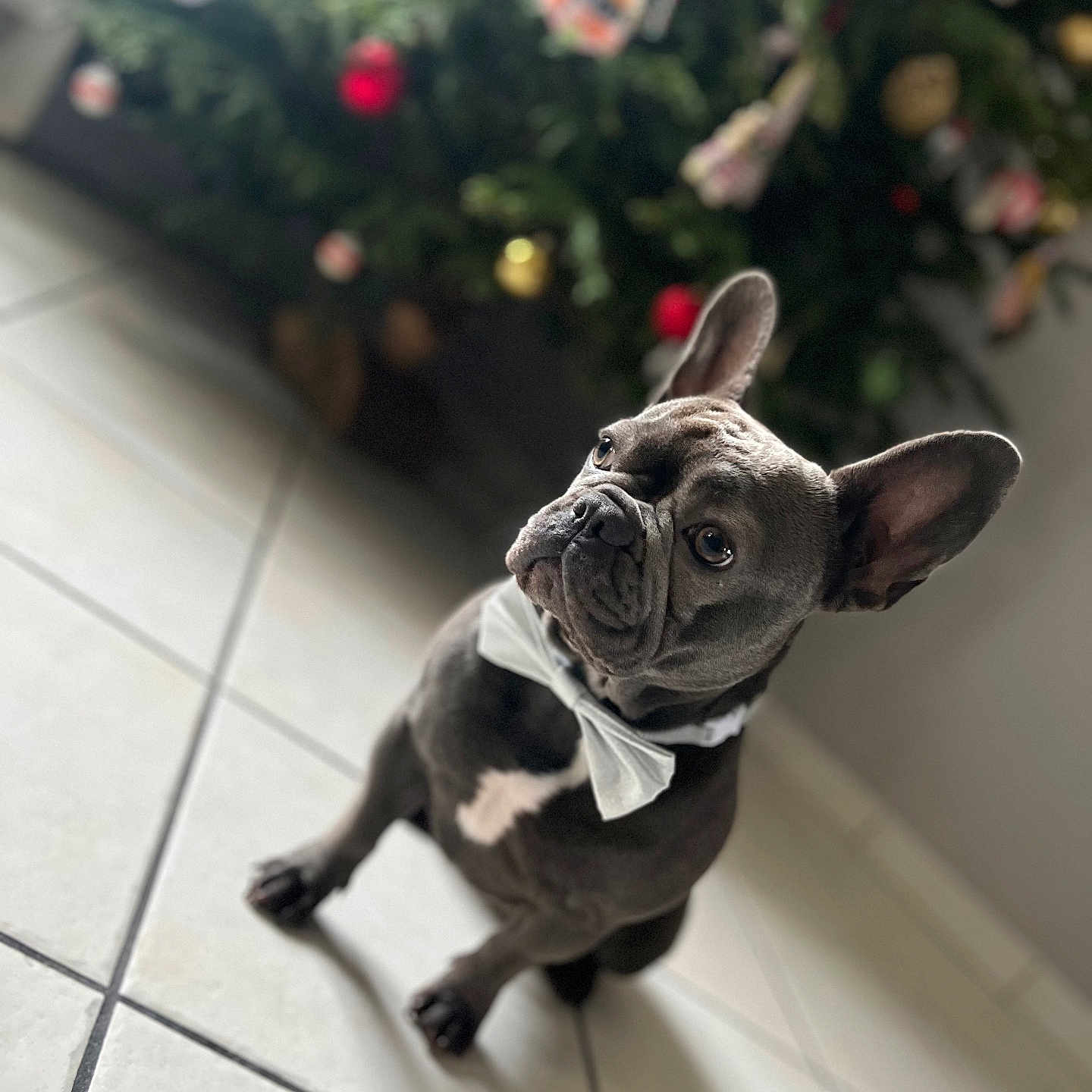 Nala participe au concours pour gagner de l'argent avec cette photo : animal, bostonbull, boxer, bulldog, canine, dog, flower, frenchbulldog, pet, pitbull, plant, pug, puppy, whitedog