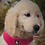 puppy, golden_retriever, dog, pink_harness, outdoor, nature, grass, rocks, fur, cute, pet, animal, canine, young_dog, close_up, portrait, leash, adorable, fluffy, side_view