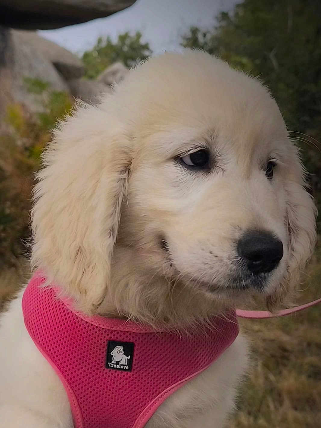 Arwen participe au concours pour gagner de l'argent avec cette photo : puppy, golden_retriever, dog, pink_harness, outdoor, nature, grass, rocks, fur, cute, pet, animal, canine, young_dog, close_up, portrait, leash, adorable, fluffy, side_view