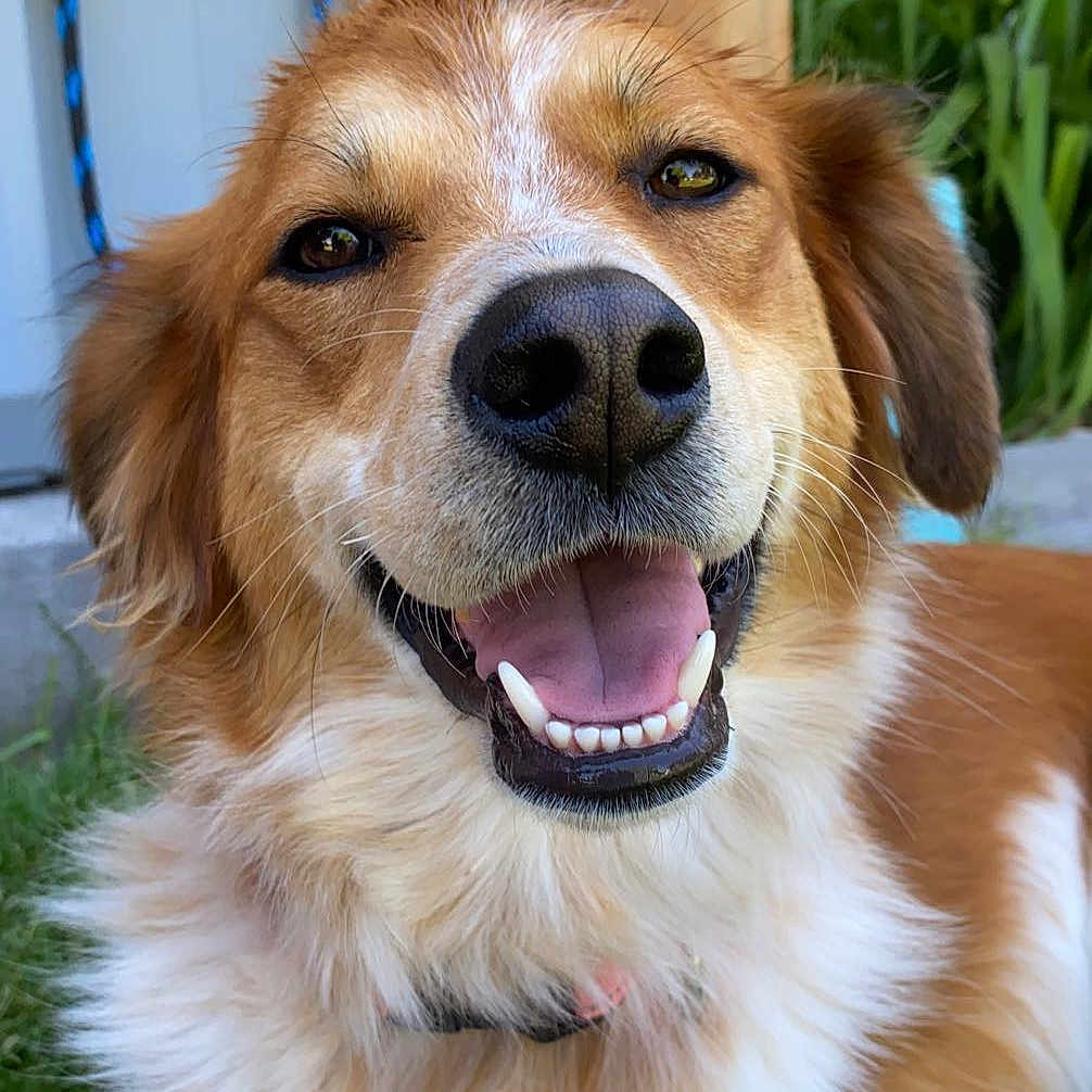 Bella is registered to the contest to win money with this photo: animal, architecture, ball, bodypart, building, canine, dog, football, goldenretriever, grass, hound, lawn, mouth, outdoors, person, pet, plant, puppy, shelter, teeth