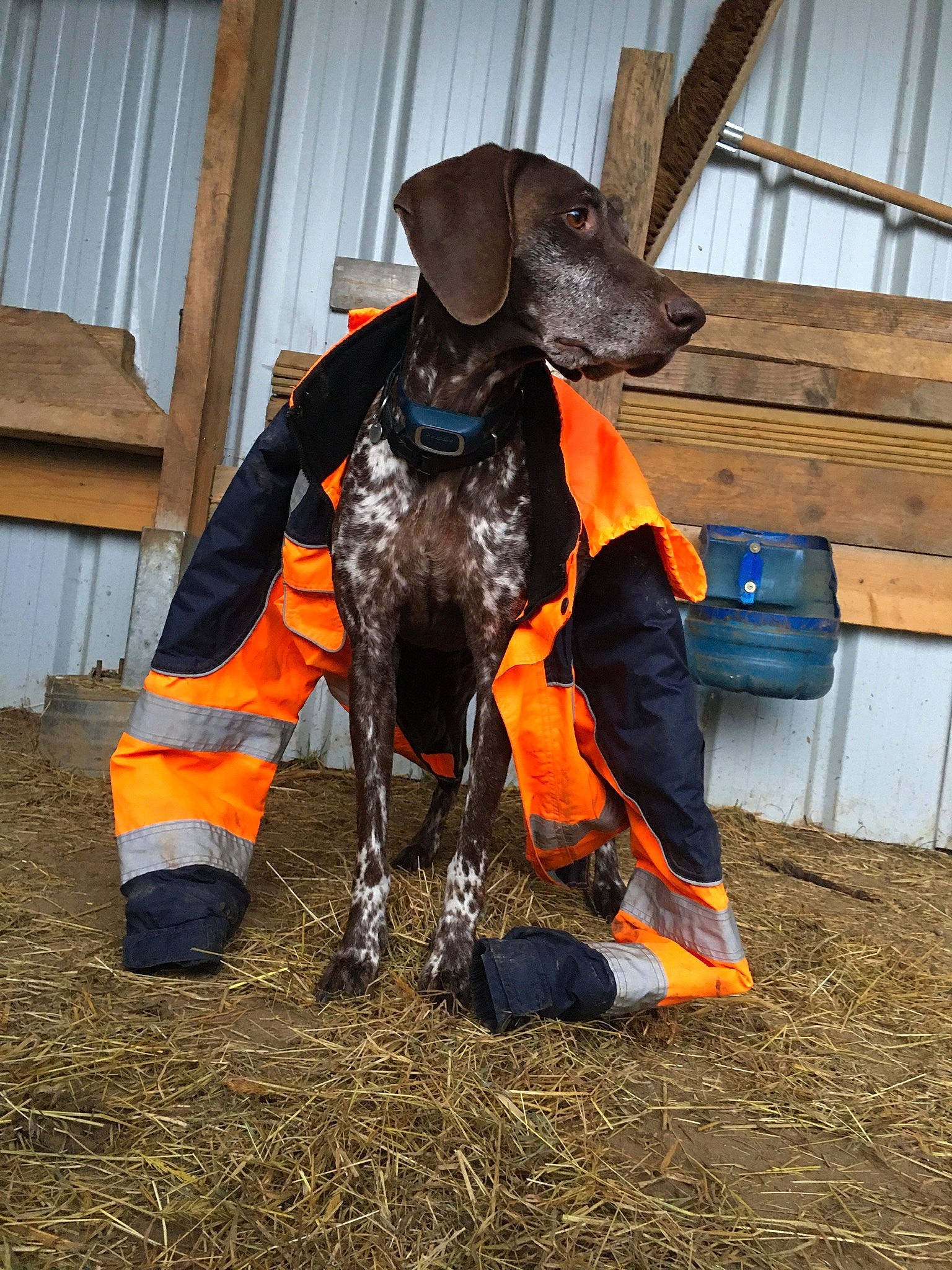 Holga participe au concours pour gagner de l'argent avec cette photo : canidae, carnivore, collar, companion_dog, dog, dog_breed, dog_clothes, dog_collar, dog_supply, event, fawn, hat, liver, personal_protective_equipment, pet_supply, snout, soil, sporting_group, window, working_animal