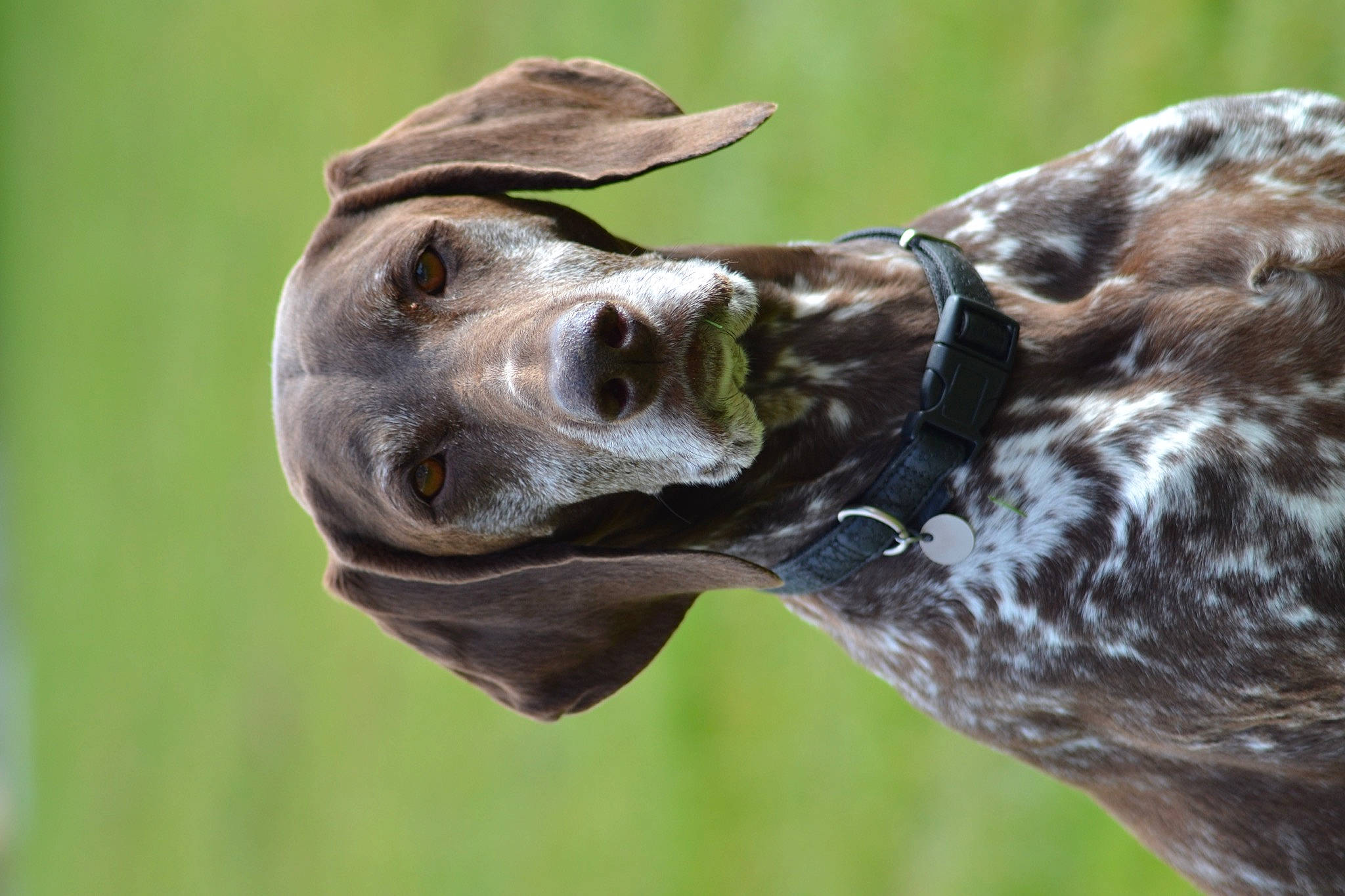 Holga a rejoint le concours — aidez-le/la à gagner de superbes lots ! art, beak, canidae, close_up, eyelash, fawn, giraffe, giraffidae, grass, jaw, macro_photography, metal, ratite, sculpture, snout, sporting_group, statue, terrestrial_animal, wildlife, working_animal