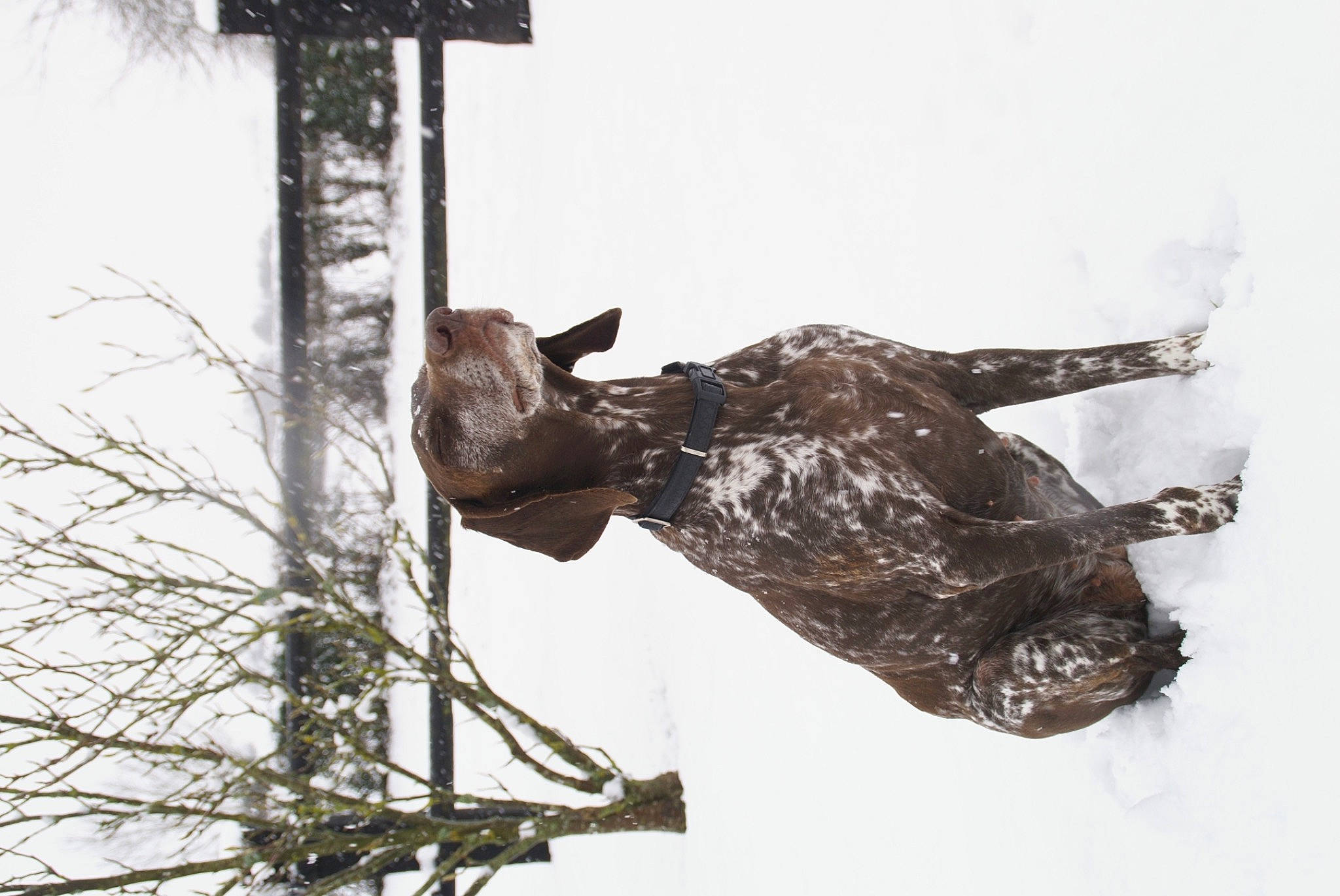 Holga a rejoint le concours — aidez-le/la à gagner de superbes lots ! art, canidae, event, freezing, metal, pack_animal, sculpture, sky, snout, snow, sporting_group, statue, tail, terrestrial_animal, tree, twig, wildlife, winter, wood, working_animal