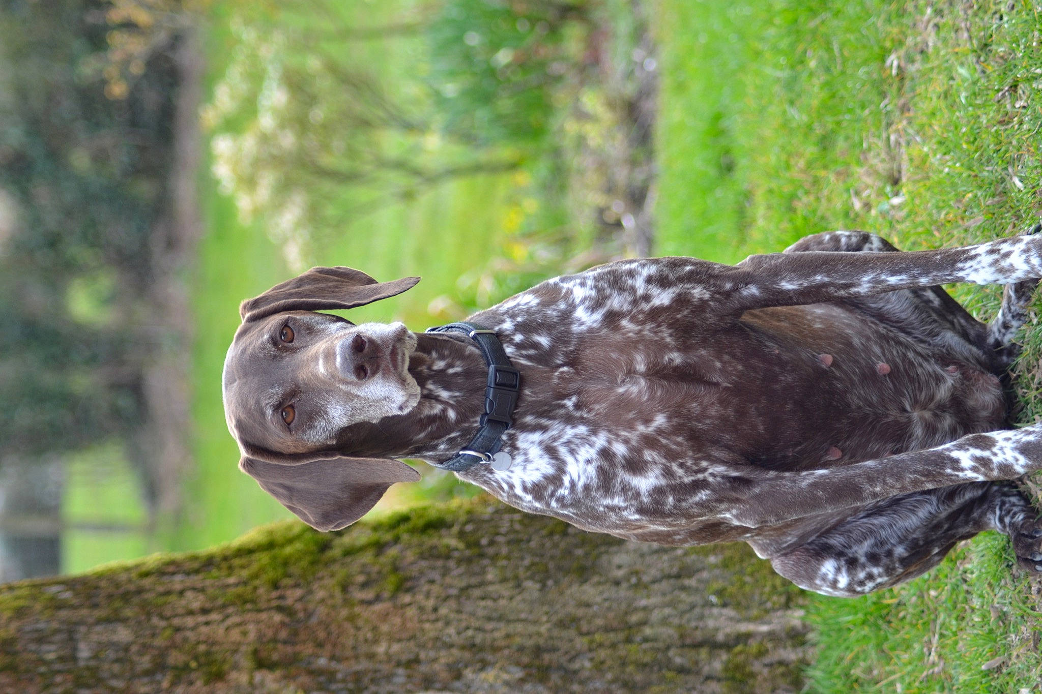 Holga a rejoint le concours — aidez-le/la à gagner de superbes lots ! accipitriformes, art, beak, bird, bird_of_prey, canidae, dog_breed, falconiformes, grass, plant, sculpture, snout, sporting_group, tail, terrestrial_animal, tree, trunk, water, wood, working_animal