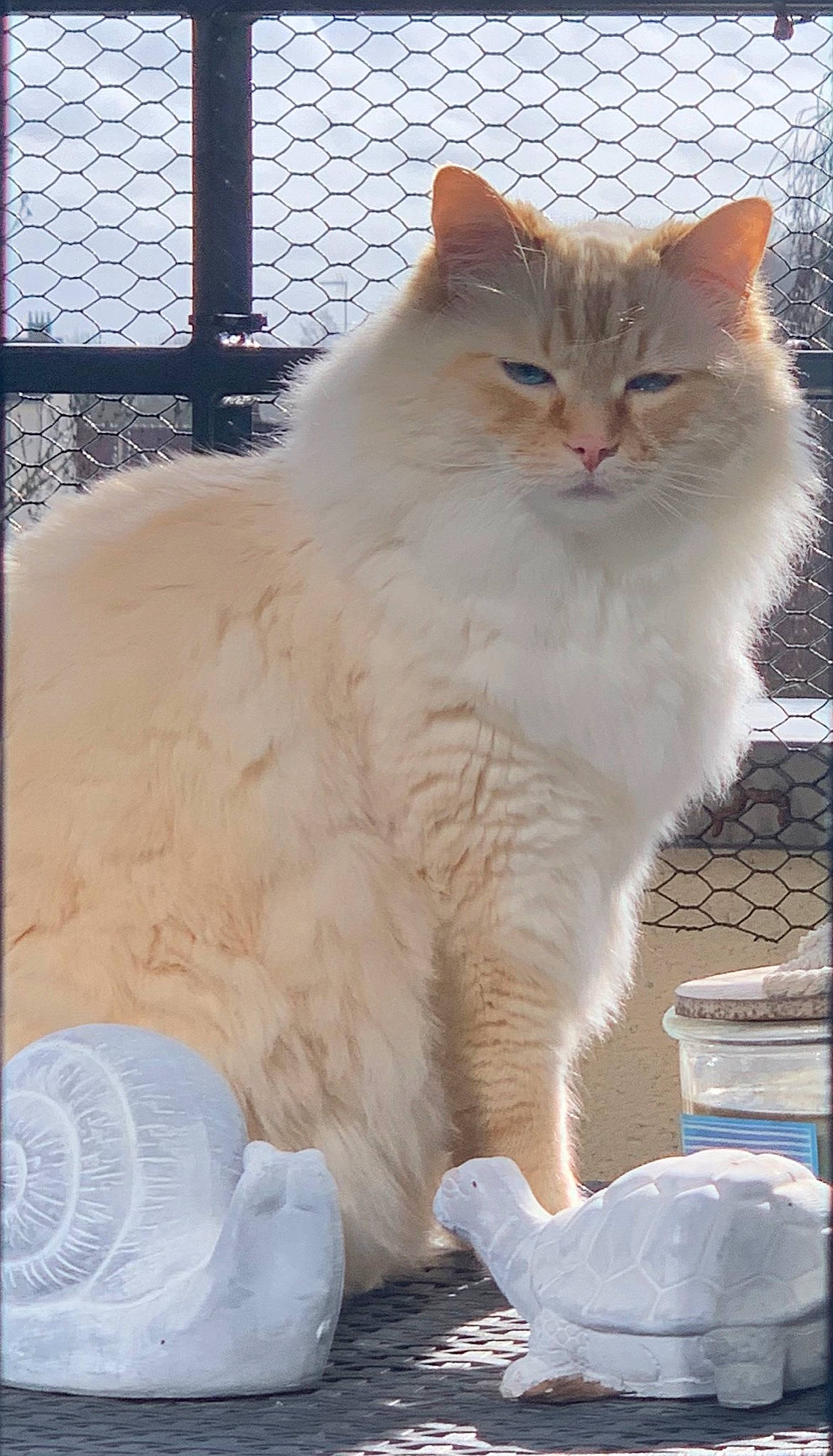 Snowbell a rejoint le concours — aidez-le/la à gagner de superbes lots ! aegean_cat, asian_semi_longhair, british_longhair, british_semi_longhair, carnivore, cat, cymric, domestic_long_haired_cat, fawn, felidae, mammal, norwegian_forest_cat, persian, ragamuffin, ragdoll, small_to_medium_sized_cats, turkish_angora, turkish_van, vertebrate, whiskers