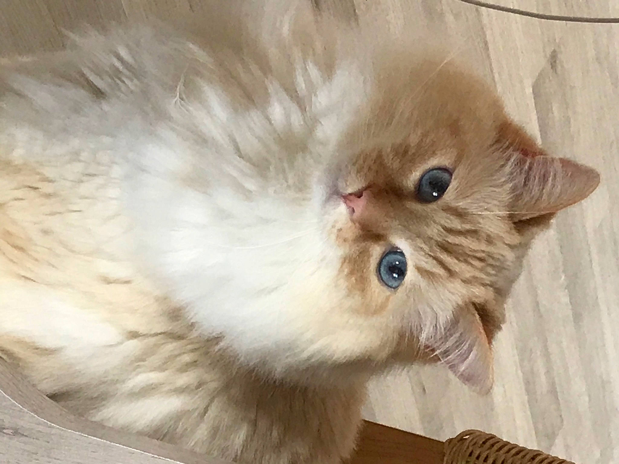 Snowbell a rejoint le concours — aidez-le/la à gagner de superbes lots ! asian_semi_longhair, british_longhair, british_semi_longhair, carnivore, cat, close_up, domestic_long_haired_cat, eye, fawn, felidae, fur, mammal, nose, organ, persian, ragamuffin, ragdoll, small_to_medium_sized_cats, snout, whiskers