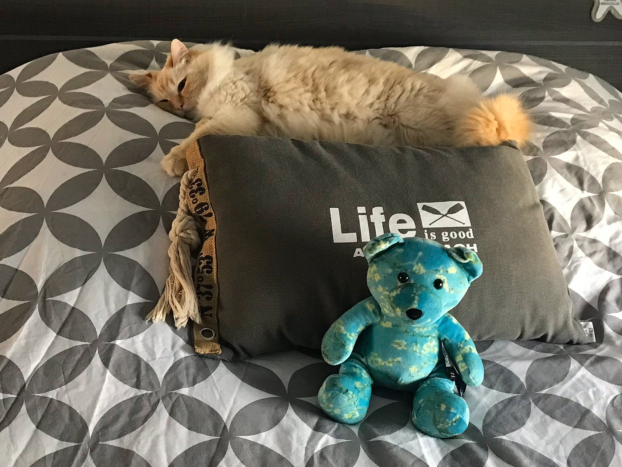 Snowbell participe au concours pour gagner de l'argent avec cette photo : canidae, carnivore, cat, plush, puppy, schnauzer, stuffed_toy, tail, toy