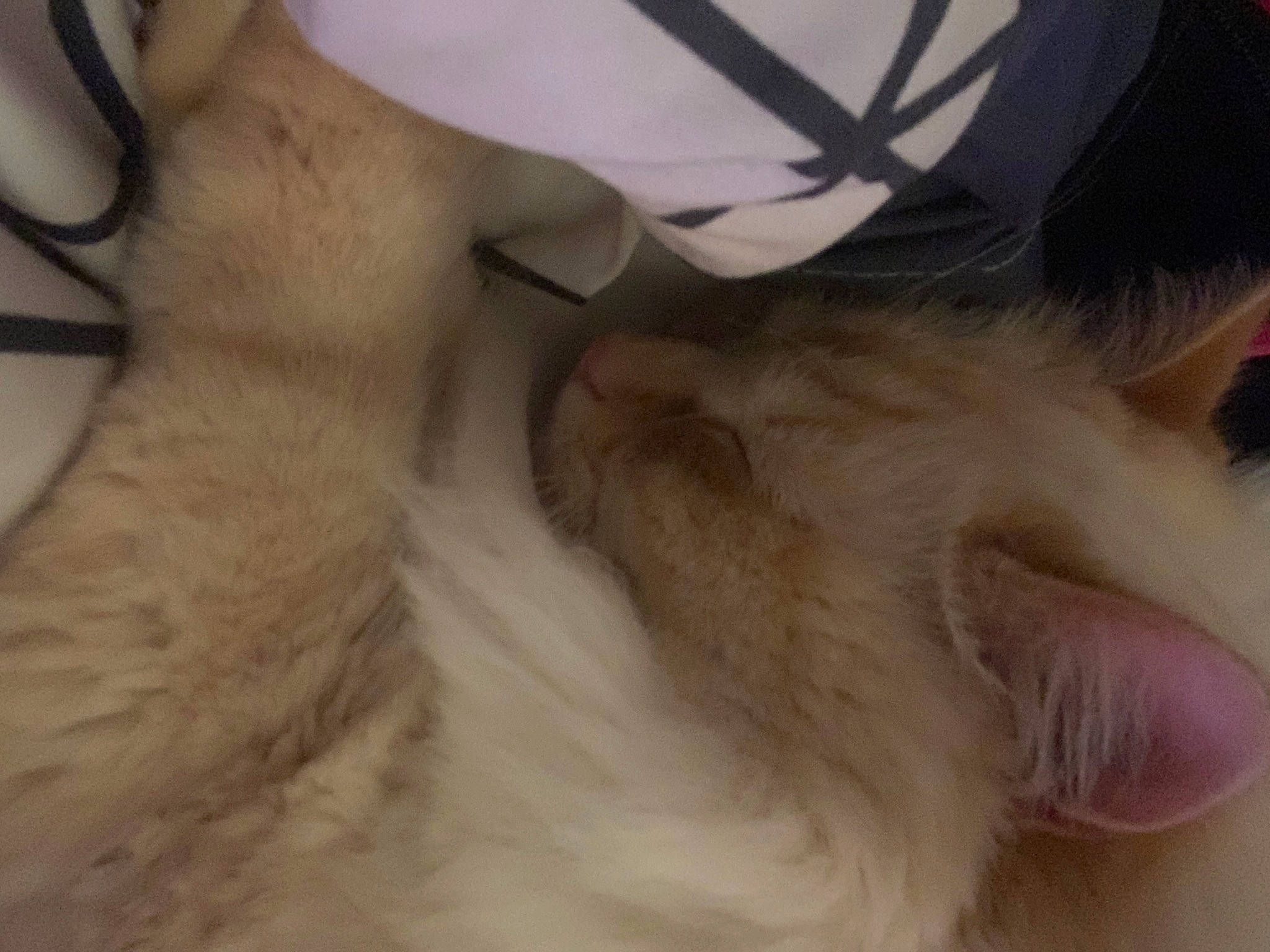 Snowbell a rejoint le concours — aidez-le/la à gagner de superbes lots ! carnivore, cat, ear, fawn, felidae, fur, kitten, nose, organ, small_to_medium_sized_cats, whiskers