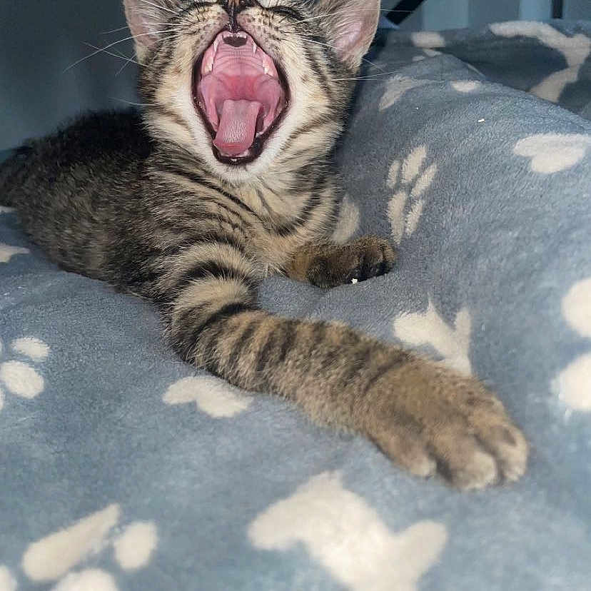 Simba participe au concours pour gagner de l'argent avec cette photo : abyssinian, animal, blanket, bodypart, cat, egyptiancat, electronics, face, furniture, hardware, head, kitten, mouth, ocelot, person, pet, photography, portrait, teeth, tongue