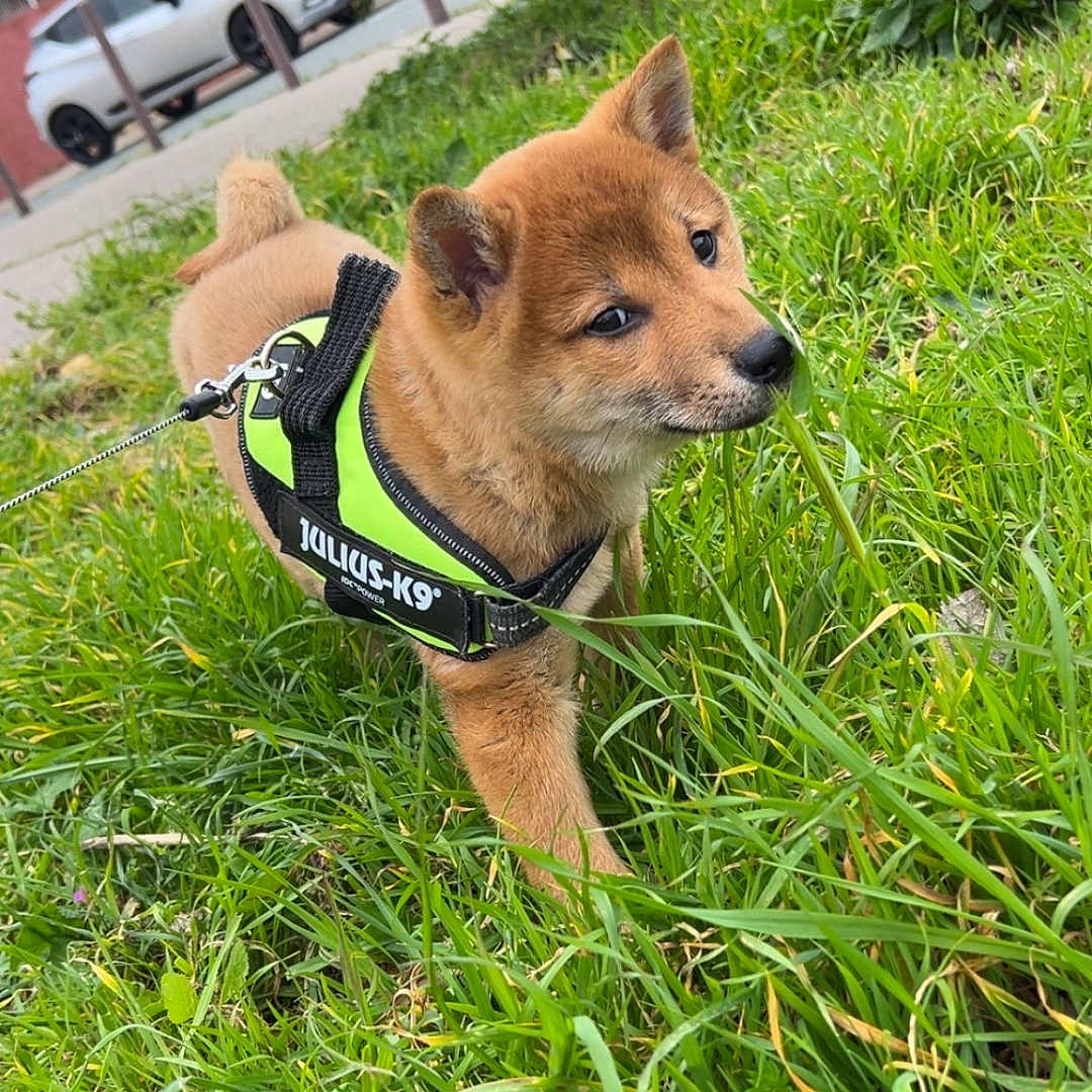 Nala
