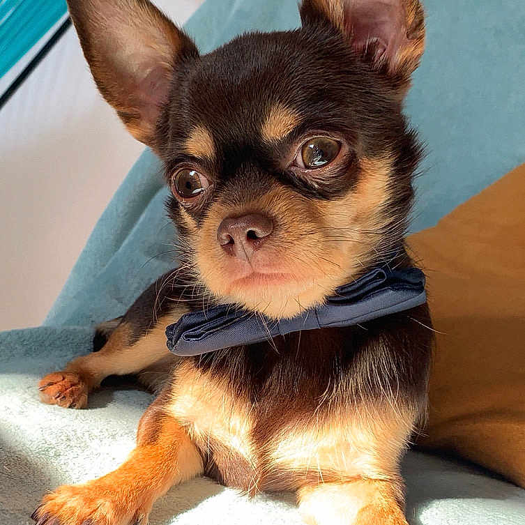 Diego