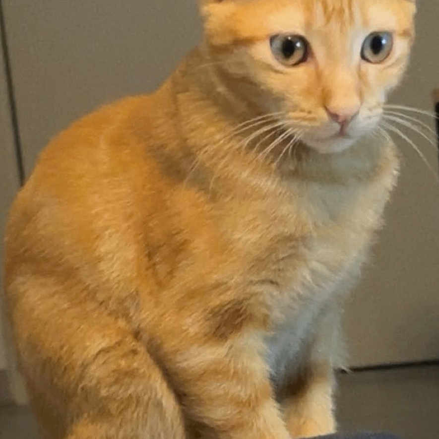 Simba a rejoint le concours — aidez-le/la à gagner de superbes lots ! animal, cat, closeup, curious, cushion, cute, domestic, door, ears, fur, furniture, handle, household, indoor, looking, mammal, orange_tabby, pet, sitting, whiskers