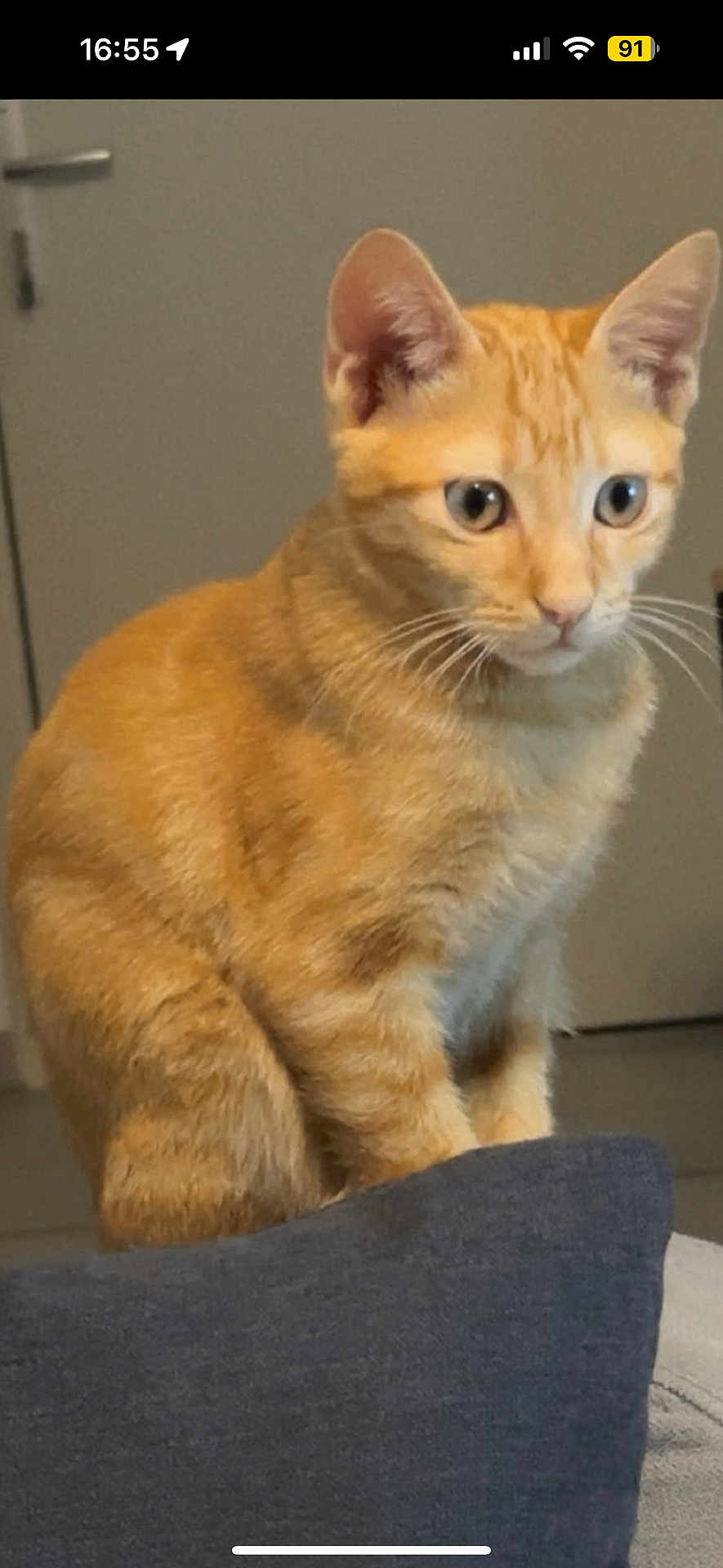 Simba