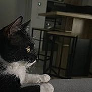 Maya participe au concours pour gagner de l'argent avec cette photo : cat, black_and_white, pet, indoor, feline, animal, yellow_eyes, whiskers, paws, kitchen, furniture, table, chair, domestic, side_view, resting, curious, soft_light, close_up, quiet