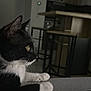 cat, black_and_white, pet, indoor, feline, animal, yellow_eyes, whiskers, paws, kitchen, furniture, table, chair, domestic, side_view, resting, curious, soft_light, close_up, quiet