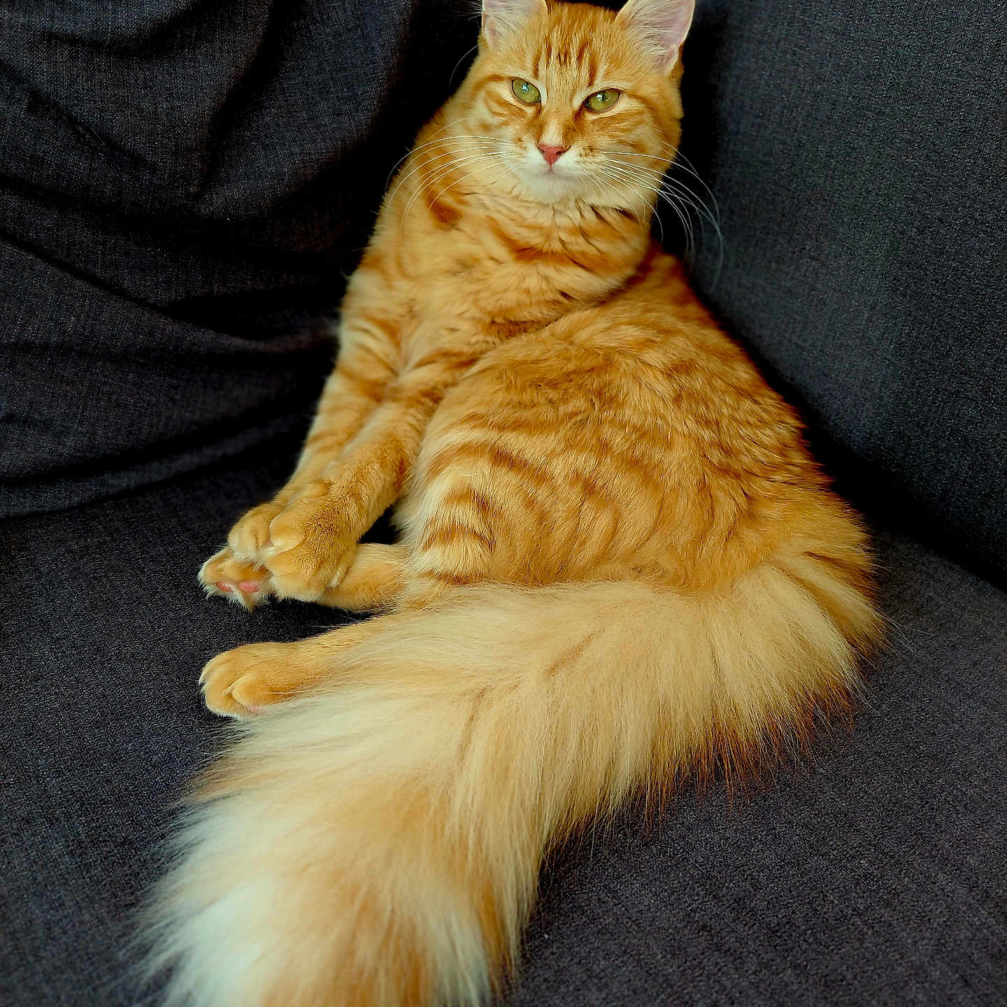Aloé participe au concours pour gagner de l'argent avec cette photo : animal, cat, close_up, couch, cute, domestic_animal, feline, fluffy_tail, fur, ginger_cat, green_eyes, indoor, mammal, pet, portrait, relaxed, resting, sitting, soft, whiskers