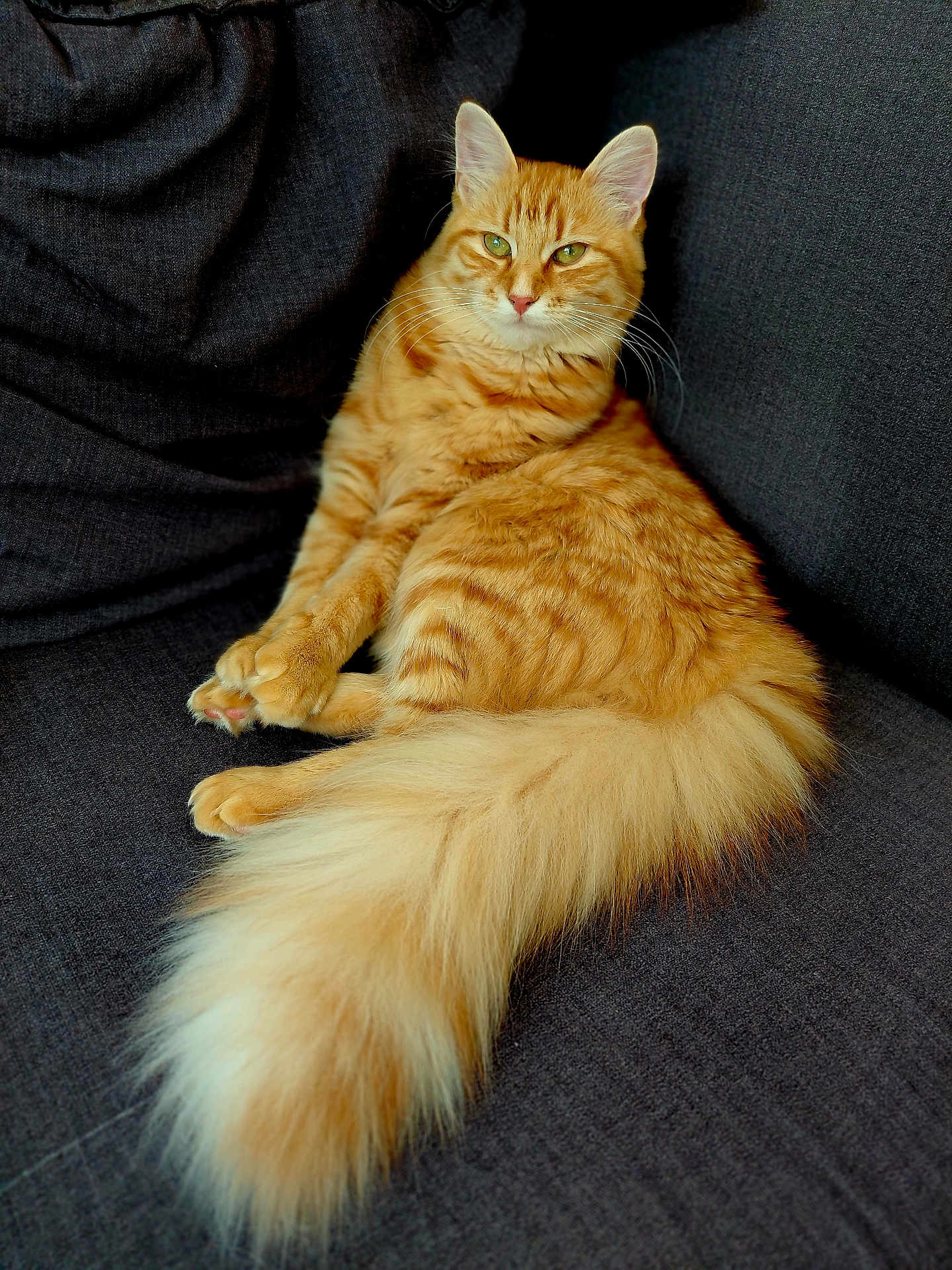 Aloé participe au concours pour gagner de l'argent avec cette photo : cat, ginger_cat, fluffy_tail, green_eyes, feline, pet, domestic_animal, relaxed, couch, indoor, fur, whiskers, animal, mammal, sitting, close_up, portrait, cute, soft, resting