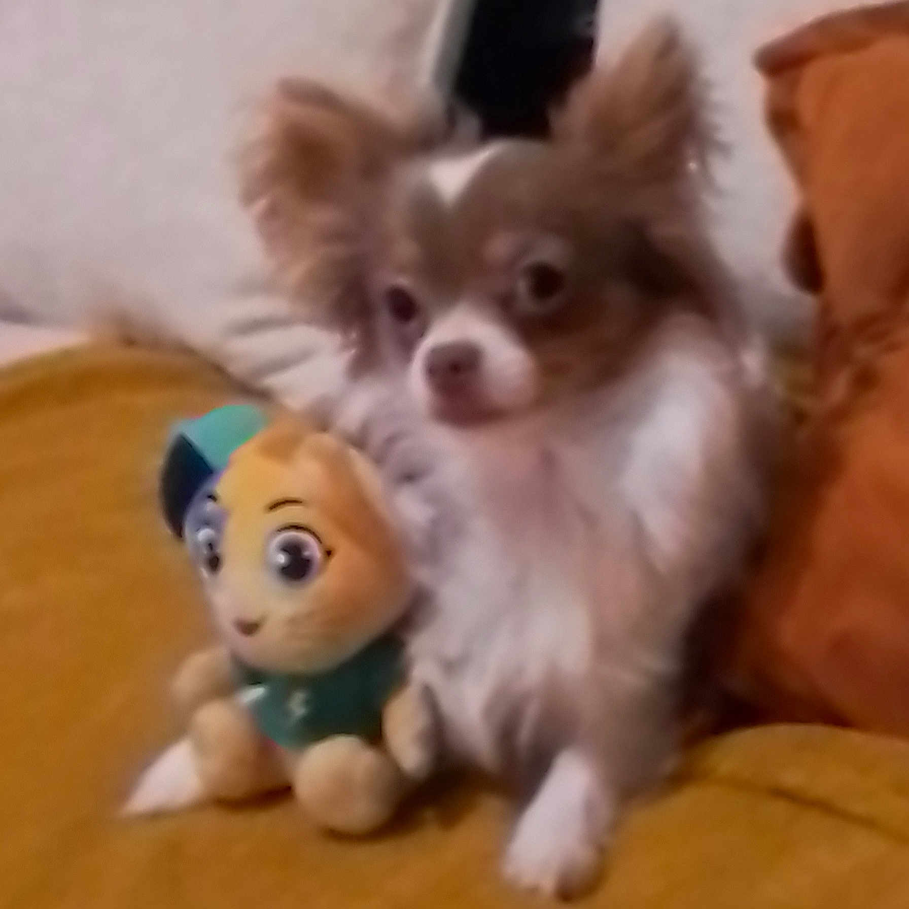 Denver participe au concours pour gagner de l'argent avec cette photo : animal, canine, chihuahua, cockerspaniel, cushion, dog, eskimodog, face, head, homedecor, papillon, person, pet, puppy, toy