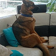 Blondy participe au concours pour gagner de l'argent avec cette photo : animal, collar, couch, daylight, dog, domestic, ears, fur, german_shepherd, houseplant, indoor, leather, looking_away, pet, pillow, relaxing, seated, side_view, tail, window