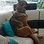 animal, collar, couch, daylight, dog, domestic, ears, fur, german_shepherd, houseplant, indoor, leather, looking_away, pet, pillow, relaxing, seated, side_view, tail, window