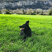 Vato participe au concours pour gagner de l'argent avec cette photo : animal, black_dog, canine, daytime, dog, ears_up, field, grass, happy, landscape, mountain, nature, outdoor, pet, relaxing, rocks, scenery, sunlight, tongue_out, trees