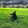 animal, black_dog, canine, daytime, dog, ears_up, field, grass, happy, landscape, mountain, nature, outdoor, pet, relaxing, rocks, scenery, sunlight, tongue_out, trees