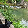 Vato participe au concours pour gagner de l'argent avec cette photo : animal, black_dog, canine, curious, daylight, dog, greenery, leafy, nature, outdoor, park, plants, river, scenery, stone_bridge, stone_ledge, trees, water, waterfall, wet_fur