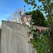 Croquette participe au concours pour gagner de l'argent avec cette photo : cat, animal, outdoor, wall, ivy, tree, blue_sky, plant, nature, tile_roof, curious, feline, greenery, daylight, concrete, branch, leaf, walking, pet, sunlight