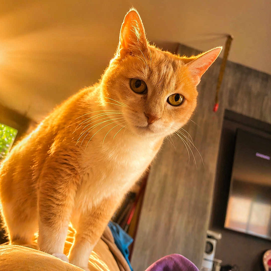 Mimine a rejoint le concours — aidez-le/la à gagner de superbes lots ! cat, orange_cat, indoor, sunlight, couch, furniture, whiskers, pet, curious, animal, domestic_cat, warm_light, portrait, close_up, room, television, household, cozy, feline, fur