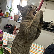 Coco participe au concours pour gagner de l'argent avec cette photo : cat, tabby_cat, kitchen, table, striped_tablecloth, utensil, pink_handle, plant, window, curtains, cup, bottle, pot, stove, chair, domestic_animal, playful, indoor, feline, household