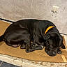 dog, black_dog, orange_collar, pet, indoor, floor, mat, sleeping, resting, animal, canine, tile_floor, wall, power_outlet, domestic_animal, fur, paw, head, laying_down, quiet