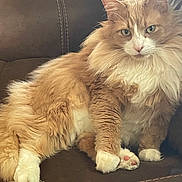 Mick joined the competition — help win amazing prizes! calm, cat, closeup, couch, cute, domestic_animal, feline, fluffy, fur, household, indoor, mammal, orange_cat, paw, pet, portrait, relaxed, sitting, whiskers, white_fur