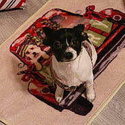 Gracie is registered to the contest to win money with this photo: animal, black_and_white, carpet, collar, curious, cute, dog, ears, floor, fur, home, indoor, leash, looking_up, pattern, paws, pet, rug, small_dog, toy