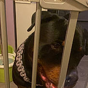 Tyson joined the competition — help win amazing prizes! animal, baby_gate, bars, black_dog, canine, chain_collar, close_up, companion, curious, dog, domestic_animal, fence, floor, guard_dog, household, indoor, pet, rottweiler, tan_markings, water_bowl