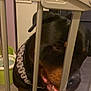 animal, baby_gate, bars, black_dog, canine, chain_collar, close_up, companion, curious, dog, domestic_animal, fence, floor, guard_dog, household, indoor, pet, rottweiler, tan_markings, water_bowl