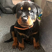 Tyson joined the competition — help win amazing prizes! canidae, carnivore, companion_dog, dog, dog_breed, fur, guard_dog, rottweiler, sleeper_chair, snout, sporting_group, studio_couch, terrestrial_animal, working_animal, working_dog