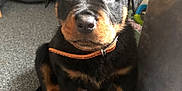 Tyson joined the competition — help win amazing prizes! canidae, carnivore, companion_dog, dog, dog_breed, fur, guard_dog, rottweiler, sleeper_chair, snout, sporting_group, studio_couch, terrestrial_animal, working_animal, working_dog