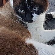 Lila participe au concours pour gagner de l'argent avec cette photo : animal, black_fur, blue_eyes, brown_fur, cat, close_up, cute, domestic_animal, feline, floor, fur, indoor, looking, mammal, pet, portrait, relaxed, resting, whiskers, white_fur