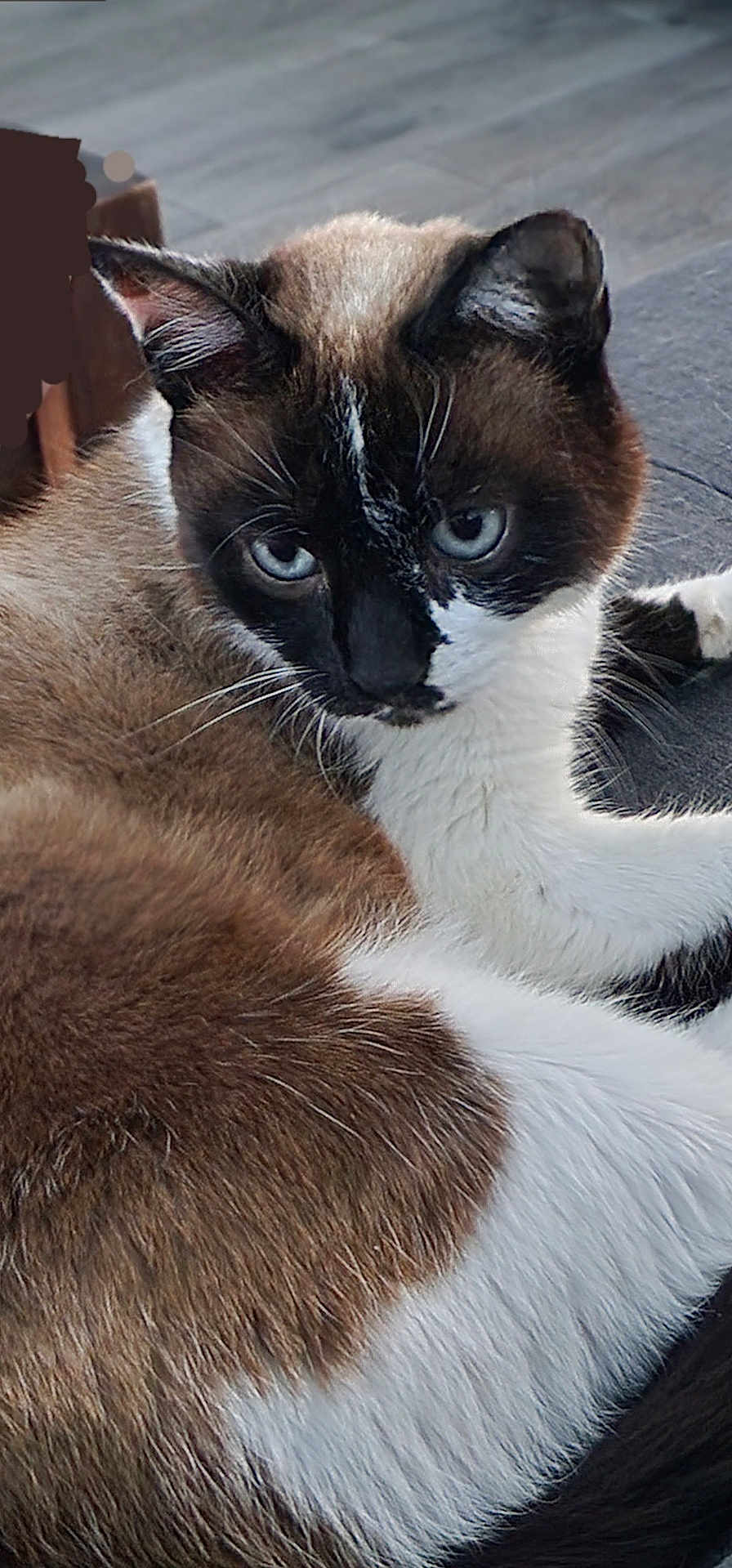 Lila