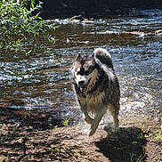 Ragnar participe au concours pour gagner de l'argent avec cette photo : animal, canine, daytime, dog, fur, grass, greenery, husky, nature, outdoor, playful, river, running, shadow, splash, summer, sunlight, trees, water, wet