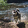 animal, canine, daytime, dog, fur, grass, greenery, husky, nature, outdoor, playful, river, running, shadow, splash, summer, sunlight, trees, water, wet