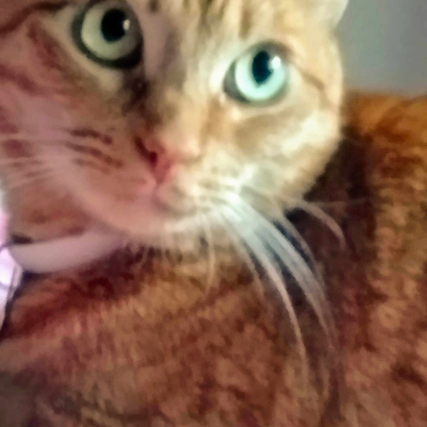 Tinkerbelle