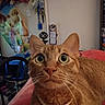 Tinkerbelle is registered to the contest to win money with this photo: cat, orange_tabby, pet, feline, portrait, close_up, wide_eyes, whiskers, collar, tag, indoors, bed, blanket, pink_blanket, home, room, furniture, wall_decor, toys, photography