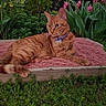 Tinkerbelle is registered to the contest to win money with this photo: cat, orange_tabby, ginger_cat, feline, pet, animal, collar, tag, lounging, sitting, outdoor, garden, flowers, pink_cushion, greenery, grass, portrait, whiskers, alert, sunset